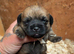 5 beautiful border terrier pups