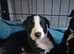 Lurcher puppies