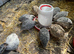 3.5 weeks old quails for sale