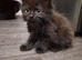 2x kittens