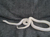 albino California kingsnake