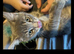 Male grey kitten for sale