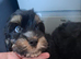4 DNA health tested puppies for rehoming