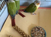 Green Cheek Conures