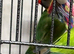 Baby black Masked lovebirds
