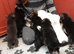 Stunning KC reg German Shepherd pups