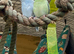 Parrot Rescue - I take in unwanted aviary birds
