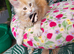 Maine Coon kittens ready now