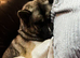 Akita female