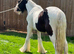 Black and white gelding