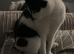 Male nurtured spotty cat