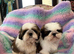 lovely male shih tzu puppies