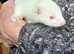 GENUINE MICRO FERRETS