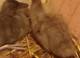 Female Caki Campbell Ducklings