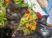 Little sweet kittens