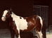Kind Loving Mini Cob