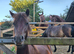 Dartmoor Chestnut Filly 12.2hh. 2.5yrs.