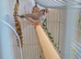 Young zebra finches
