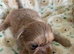imperial karisishi dobie shih tzus