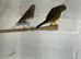 Canary for sale
