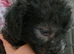 6 Beautiful Rillington Bedlington Terrier Puppies