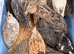 Coturnix quail chicks