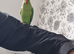 Beautiful ringneck talking parrot