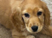 Female pup