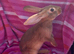 2 beautiful male Belgian hares