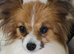 KC Registered Papillon's