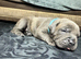 Blue Brindle Staffordshire Bull Terrier Puppies
