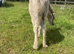 Beautiful registered wpcs grey mare with cob foal at foot