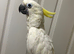 Hand Reared Baby Triton Cockatoo
