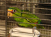 Hand Reared Baby White-Fronted Amazon Parrot