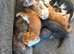 CUTE SCOTTISH FOLD KITTENS 12 WEEKS 2 left!