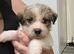 Shih tru cross jack russell puppys