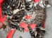 Beautiful fluffy maine coon cross