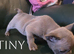 1 Male French Bulldog Puppies for sale
