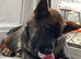 Working bloodline German shepered