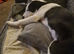 Border collie x
