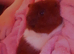 2 male guinea pigs, 11 month old