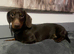 Male 2 year old dachshund