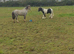 2 ponies for sale 1 Welsh secA, 1 cob x Shetland