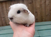 Baby guinea pigs for sale