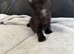 BEAUTIFUL GINGER/GINGER WHITE BOY KITTENS FOR SALE