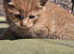 Ginger needs a forever home