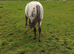 Appy x knabbstrupper filly quality girl