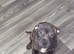Staffy X pups for sale