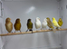 Canaries