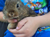 4 mini lop babies